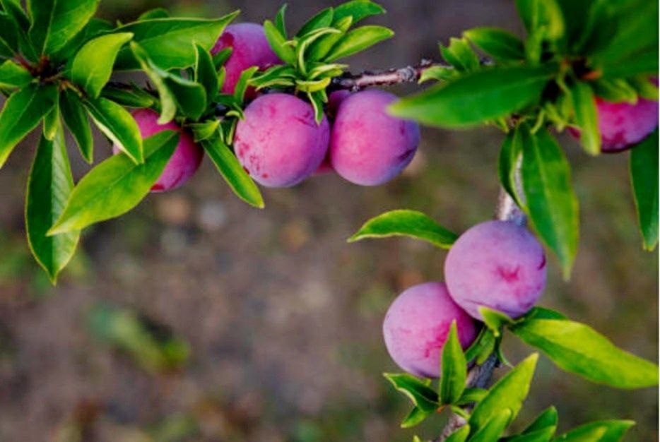 Ameixeeiras novas