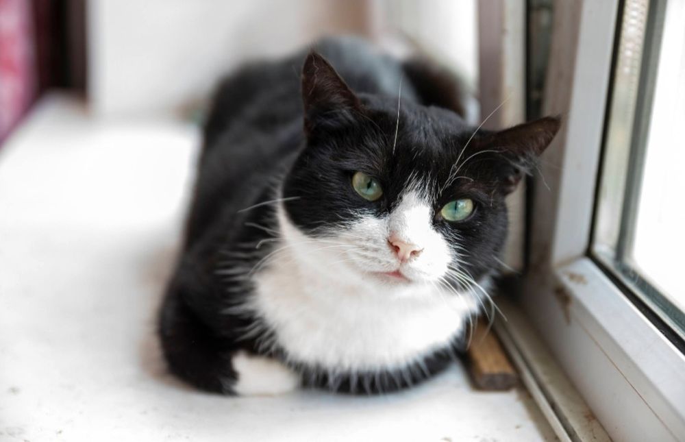 Отдам даром в добрые руки черно-белую кошечку