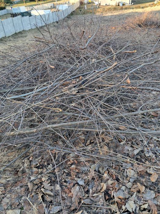 Oddam gałęzie drewno