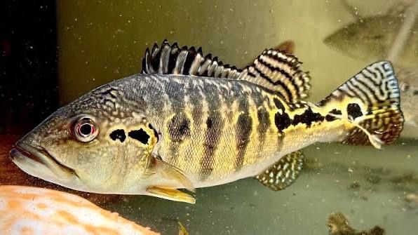 Cichla Royal Slik 25 cm