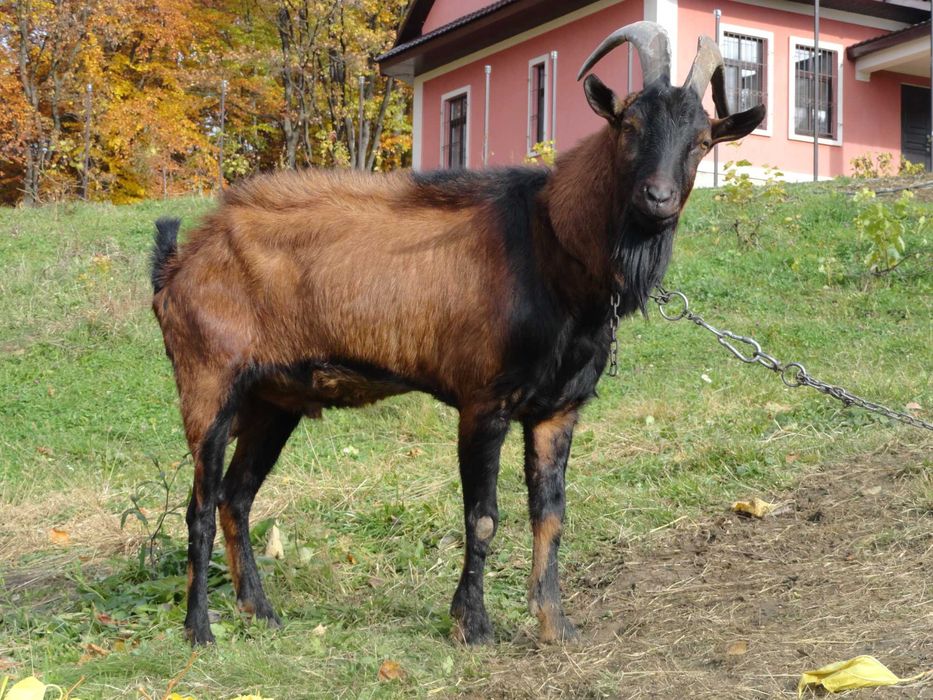 Козел цап 100% альпієць