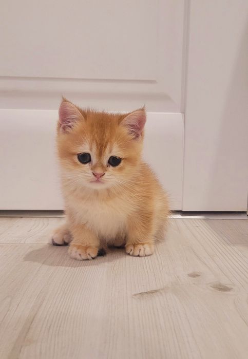 ЗОЛОТА ШИНШИЛА, кошенята 2.5 міс