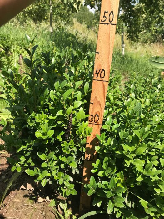 Самшит  бордюрний ,кулі самшит.