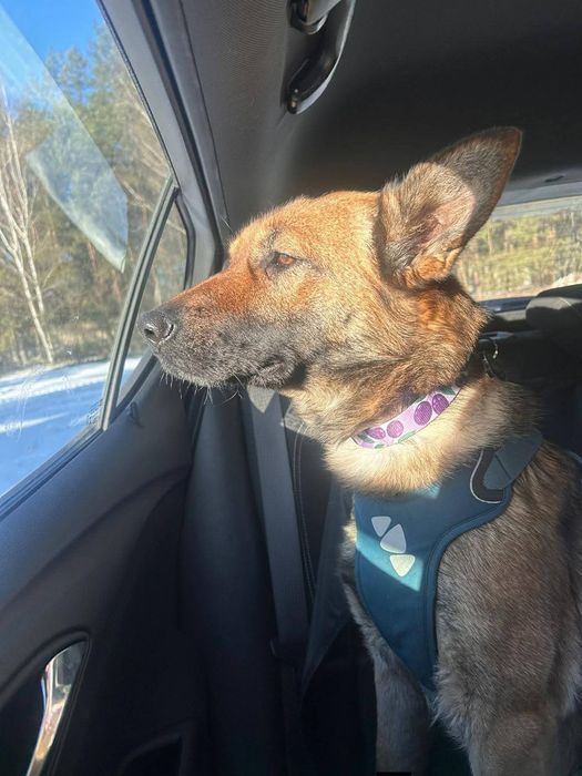 Delikatna Śliwka szuka domu