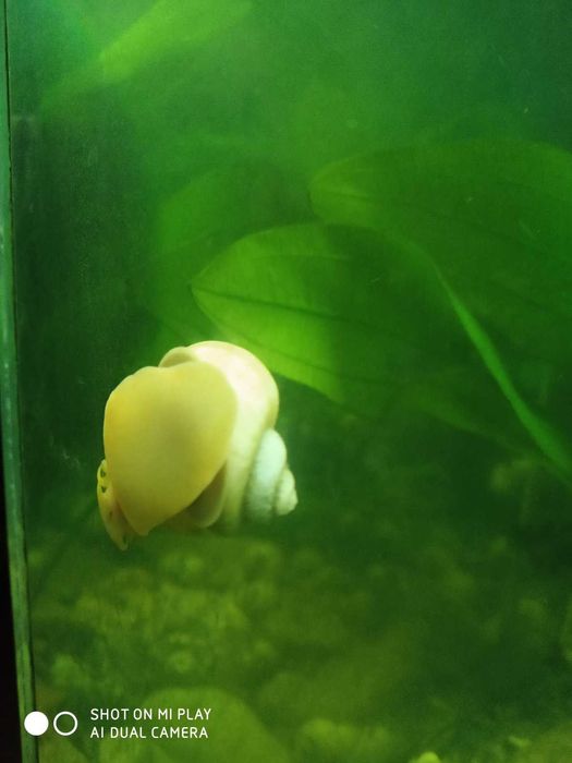 Равлик Ампулярія