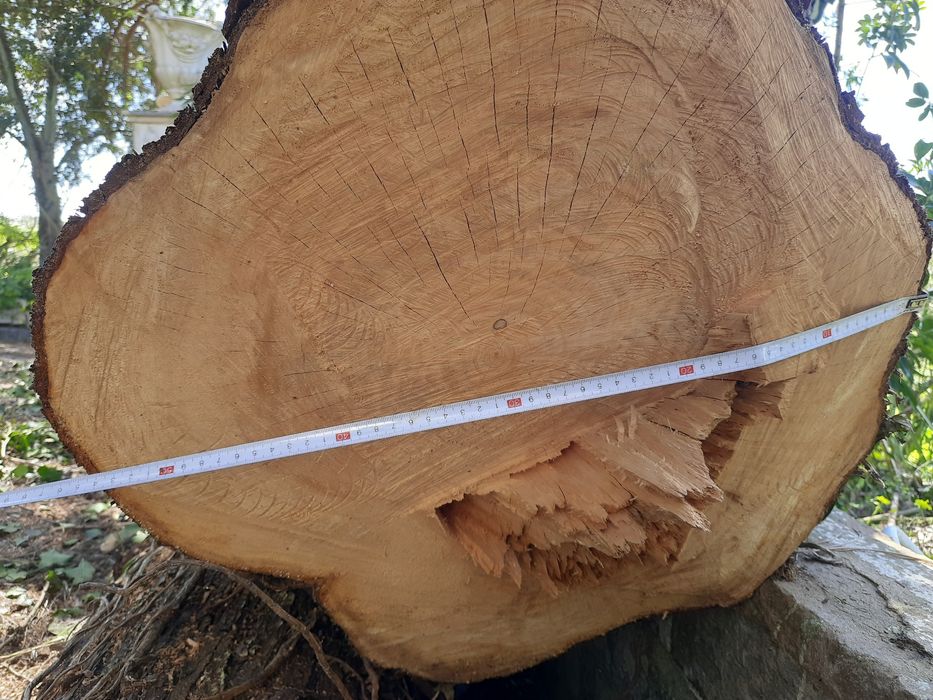 6x Troncos de cedro 3m comprimento