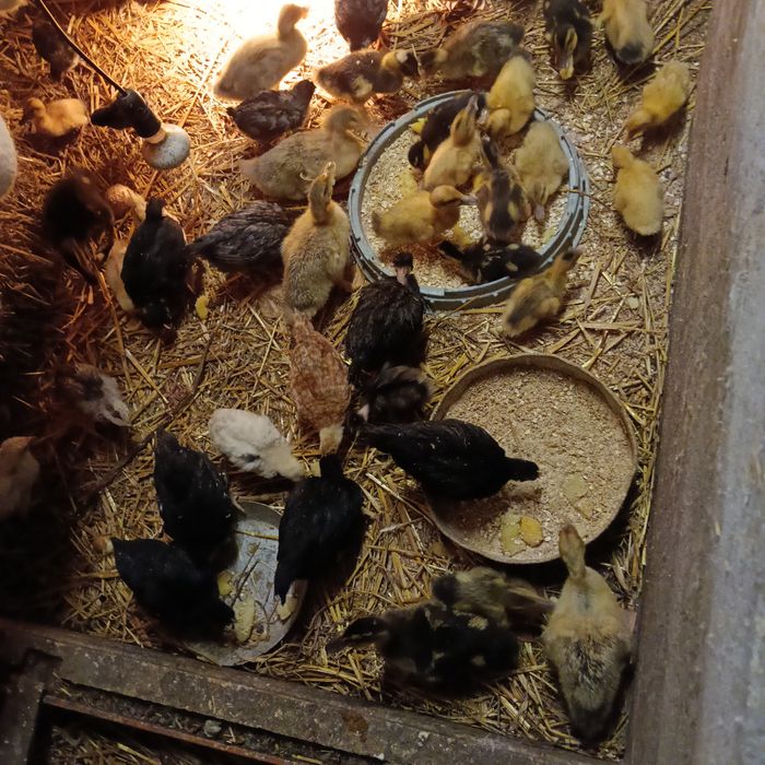 Kurczeta 880.039.748