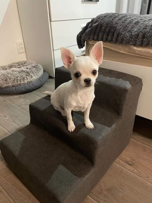 Драбина для собак/ сходинки для собак