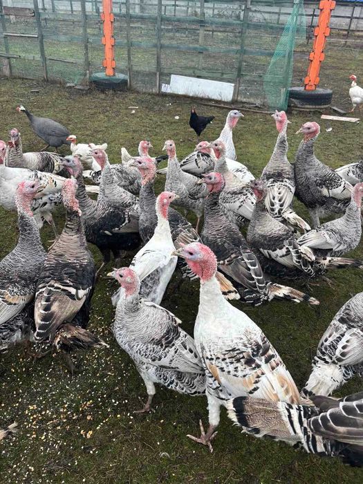 Індик домашній цьогорічний