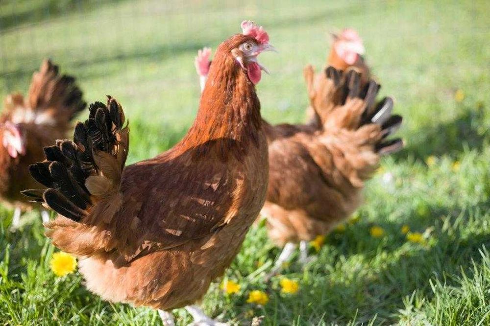 Kury kokoszki nioski Rosa brązowa odchowane na wybieg
