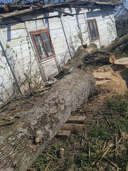 Ясень колода під розпиловку