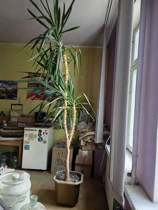 Драцена большая\велика 275 см