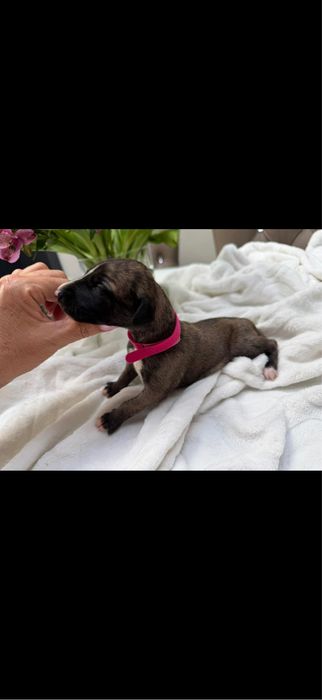 Whippet chart suczka