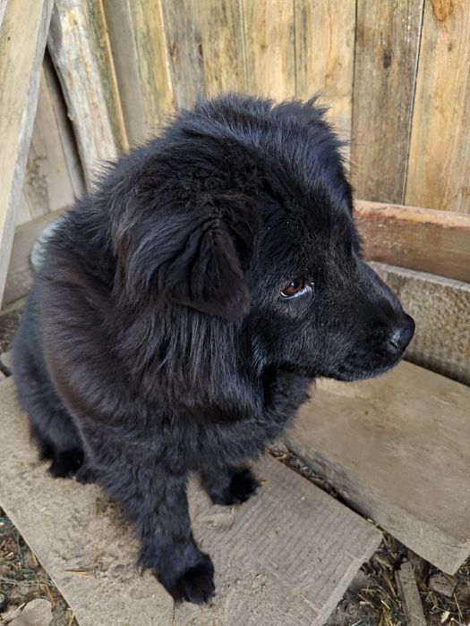 Suczka rasy chow chow bez rodowodu do oddania