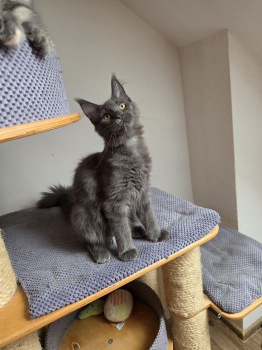 Niebieska dymna koteczka Maine coon