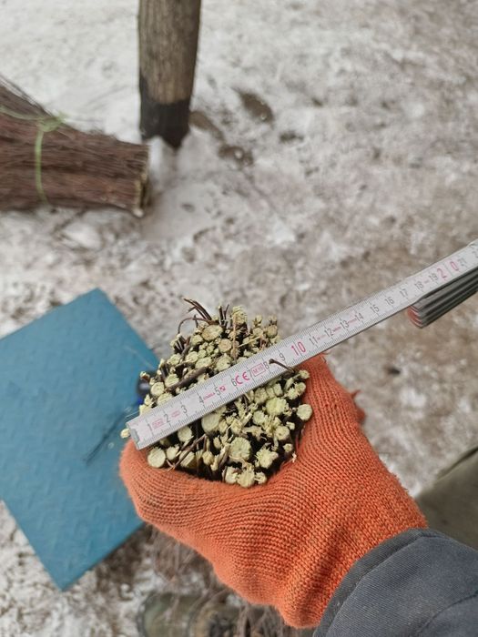 Мітла березова віник