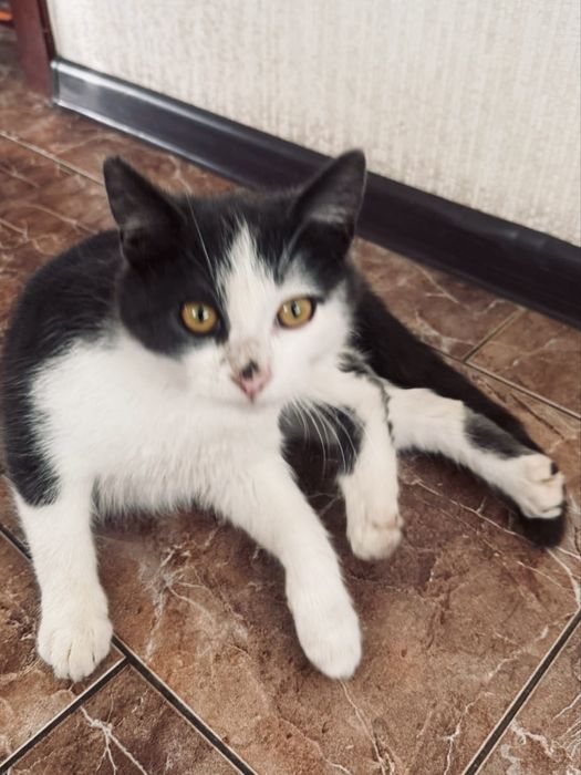 Котеня в добрі руки