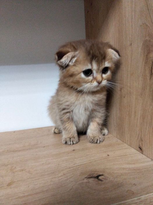 Скоттиш фолд девочка