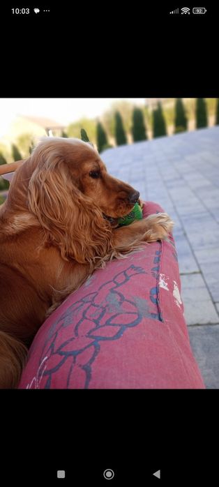 Pieski po spanielu