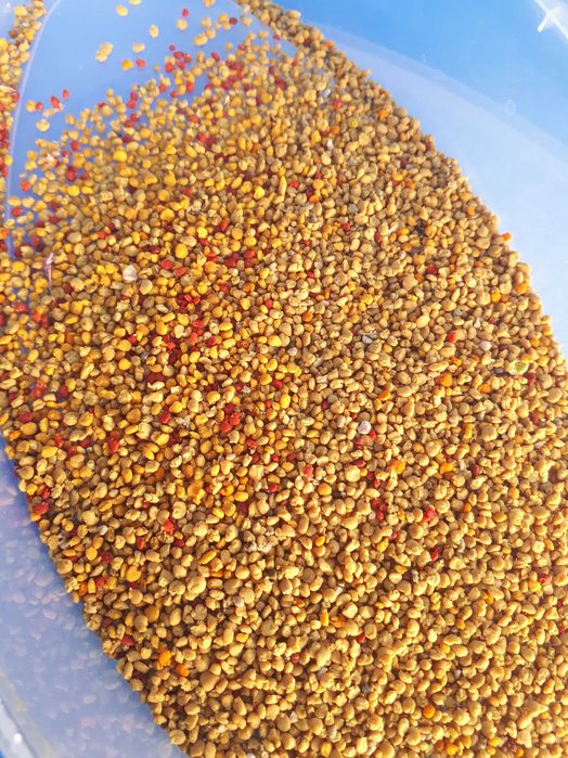 Пилок бджолиний свіжий