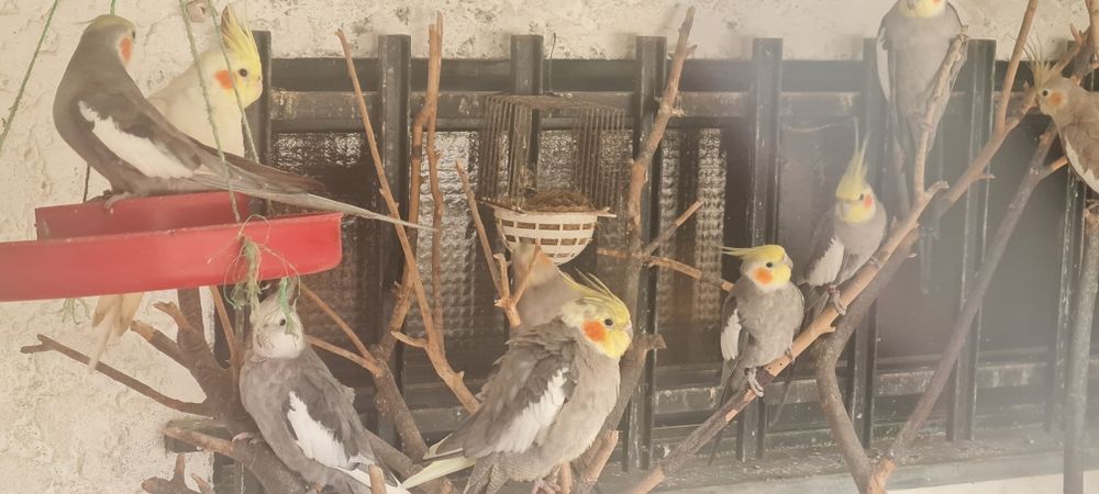 Tenho caturras para troca ou venda