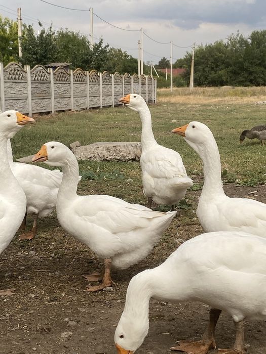 Гуси Холмогоры молодняк