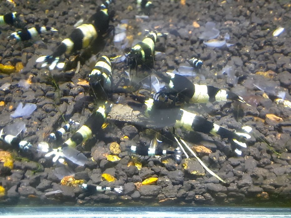 krewetki akwariowe Cardina taiwan  panda black