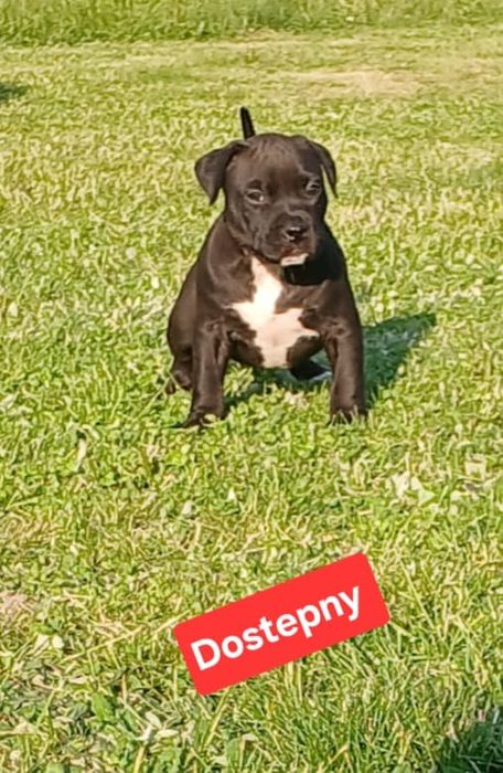 Piękne szczenięta American Staffordshire Terrier