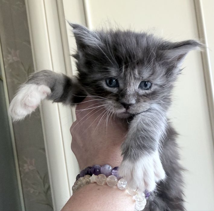 Розкішний велитень мейн кун MAINE COON рідкісний срібло