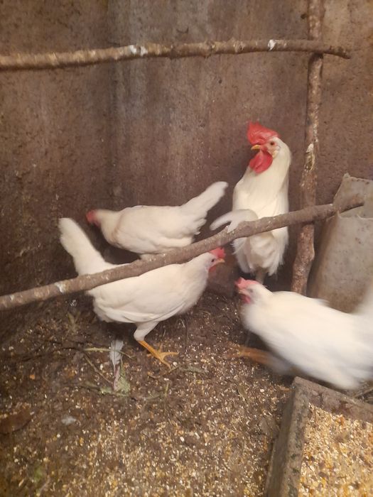 Ovos incubação Legorn white