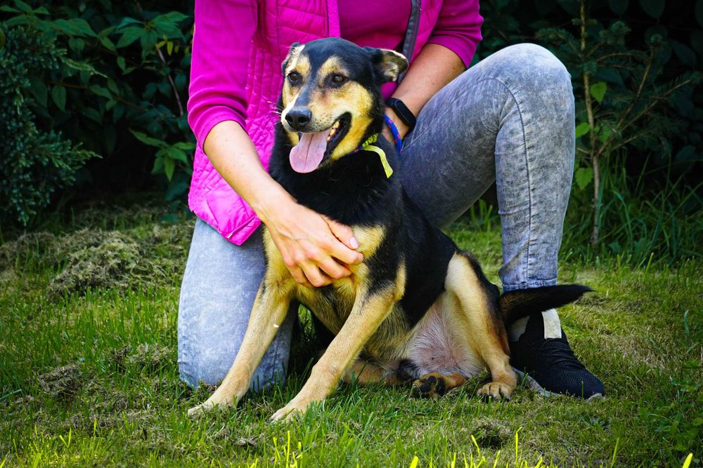 Iłek - psiak w typie owczarek