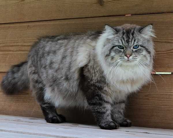 Śliczna kotka Neva Masquerade