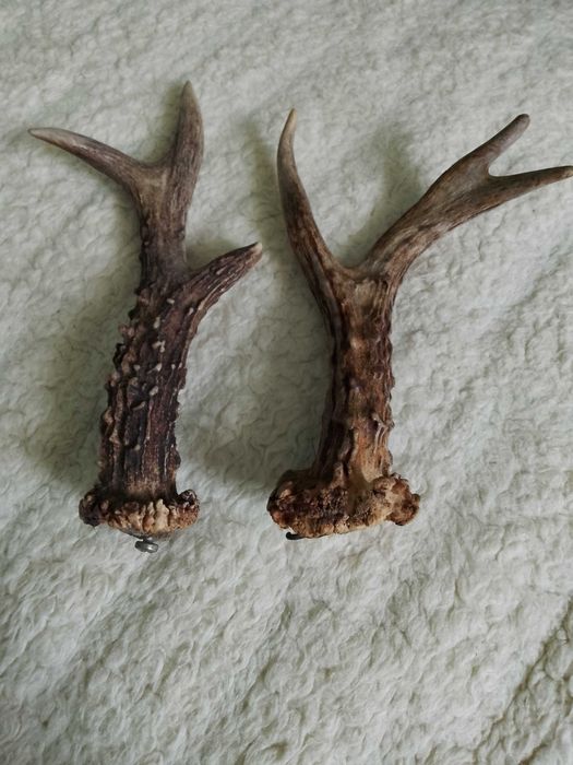 Dwa rogi sarny małe