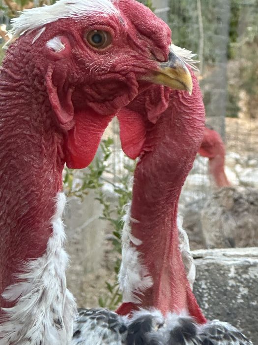 Polaco Gigante Brasileiro