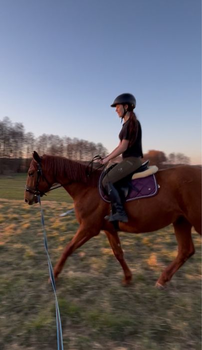 Sprzedam klacz wielkopolską