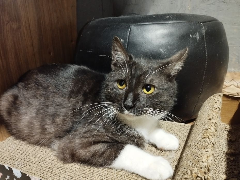 Młody kocurek Kardamon czeka na dom w schronisku