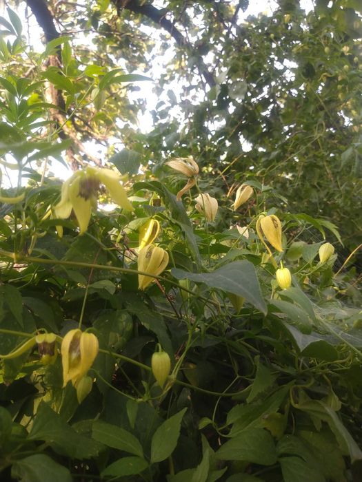 Глициния, жимолость, клематис и другие вьющиеся растения для сада