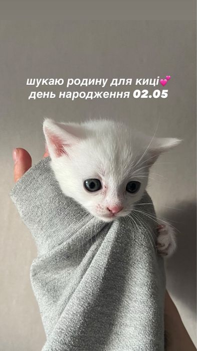 віддаю кицю в добрі ручки