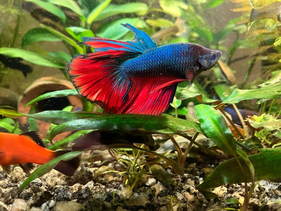 Акваріумні рибки півник «петушок»– самці та самки!