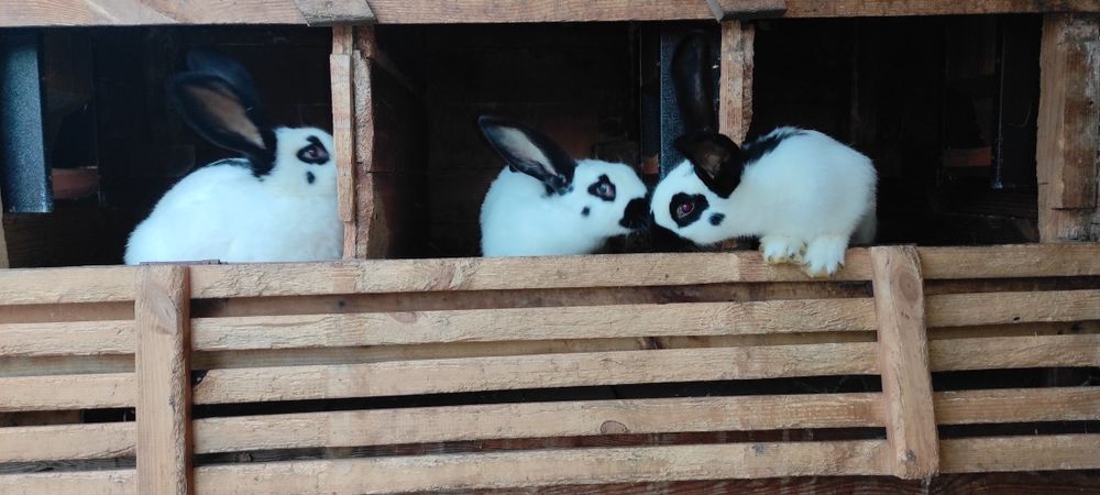 Кріль, самець кроля, німецький строкач