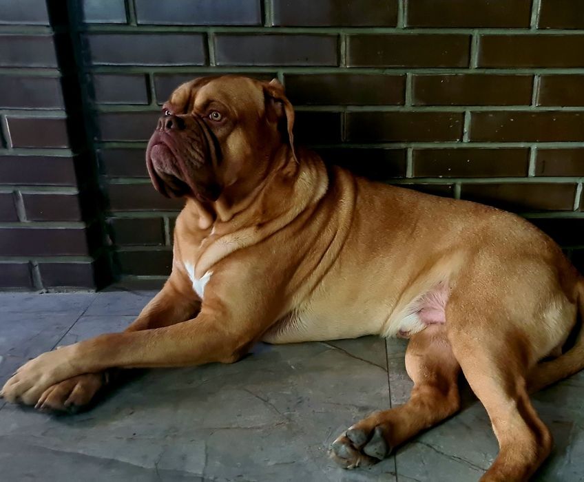 Бордоскій дог вязка