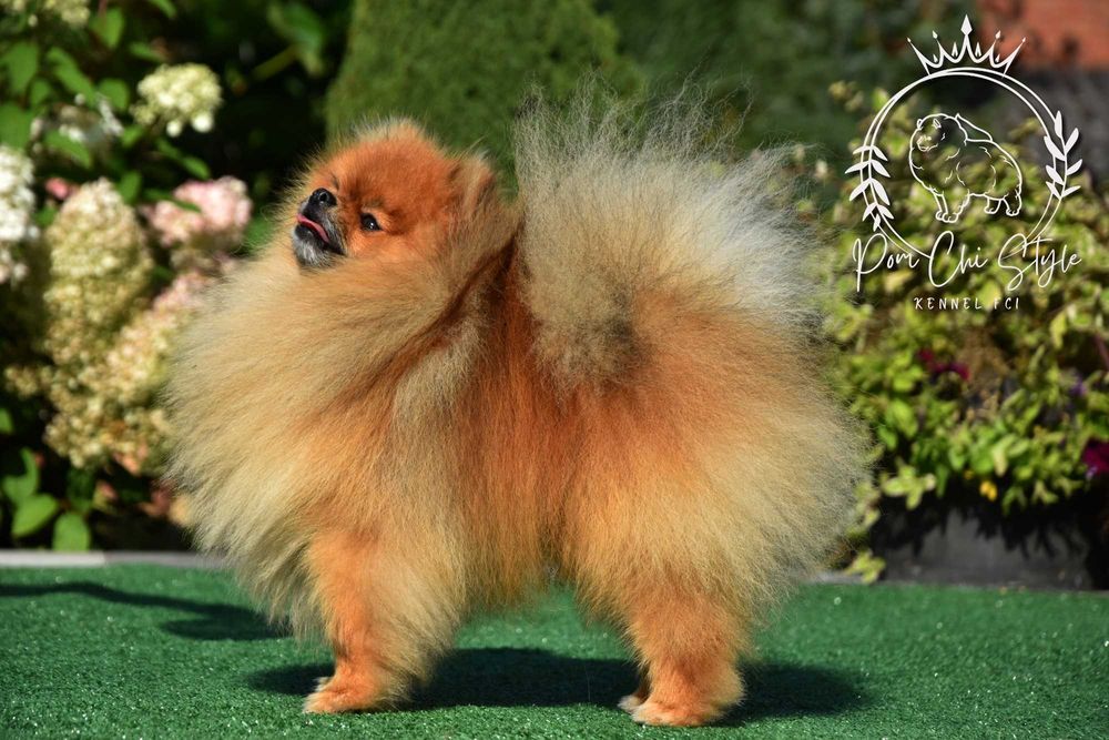 Szpic miniaturowy Pomeranian ZKwP FCI