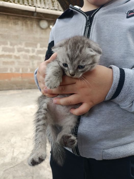 Котенок веслоухая девочка.