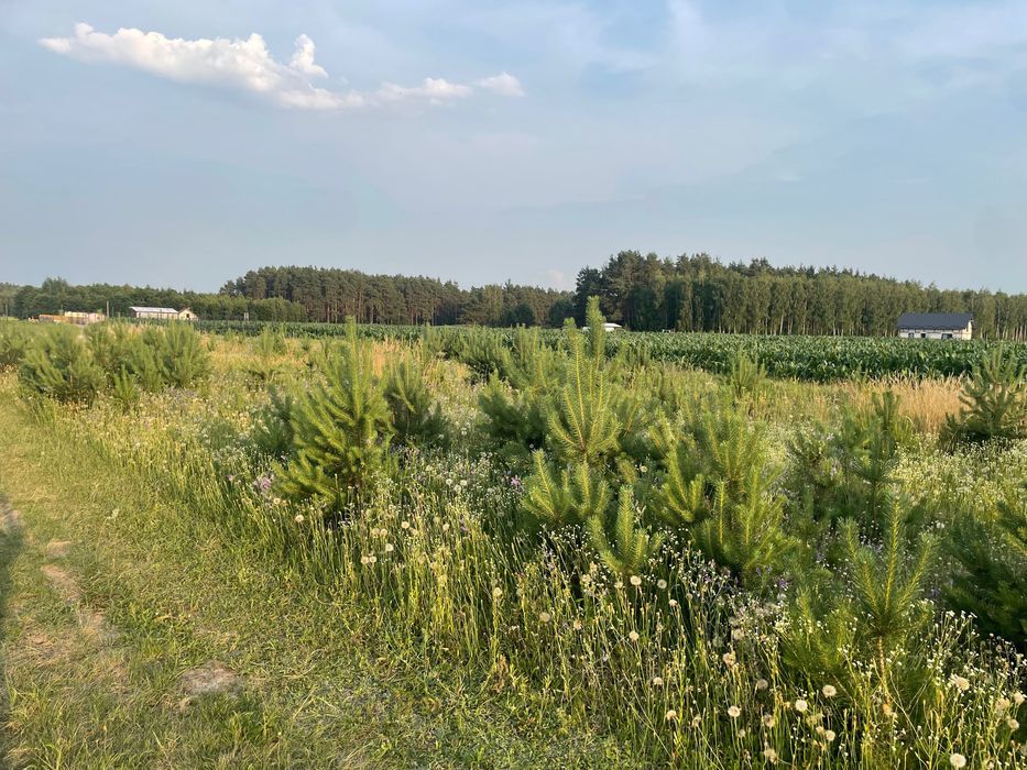 Piękna działka z warunkami zabudowy Nowy Sumin Bory Tucholskie