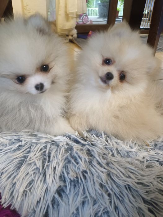 Pomeranian , szpic miniaturowy