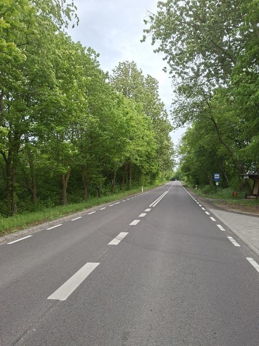 Sprzedam LAS 21 HEKTARÓW