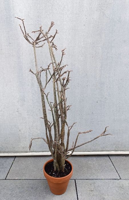 Euphorbia platyclada sukulent