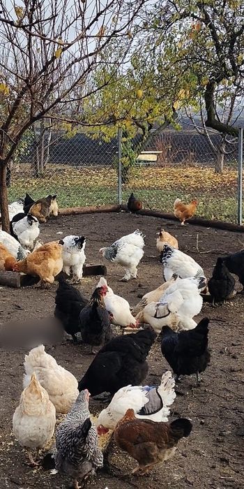 Продам домашні курячі яйця