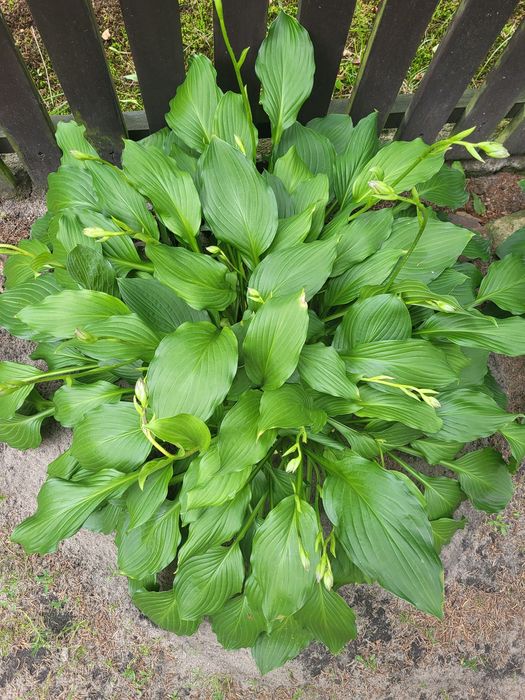 Sadzonki hosty, firletka kwiecista purpurowa, Zamioculcas