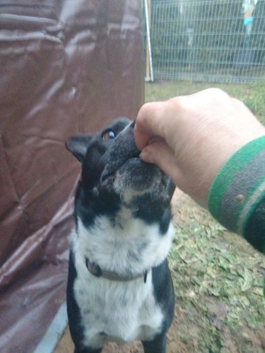 Oddam psa w typie staffik